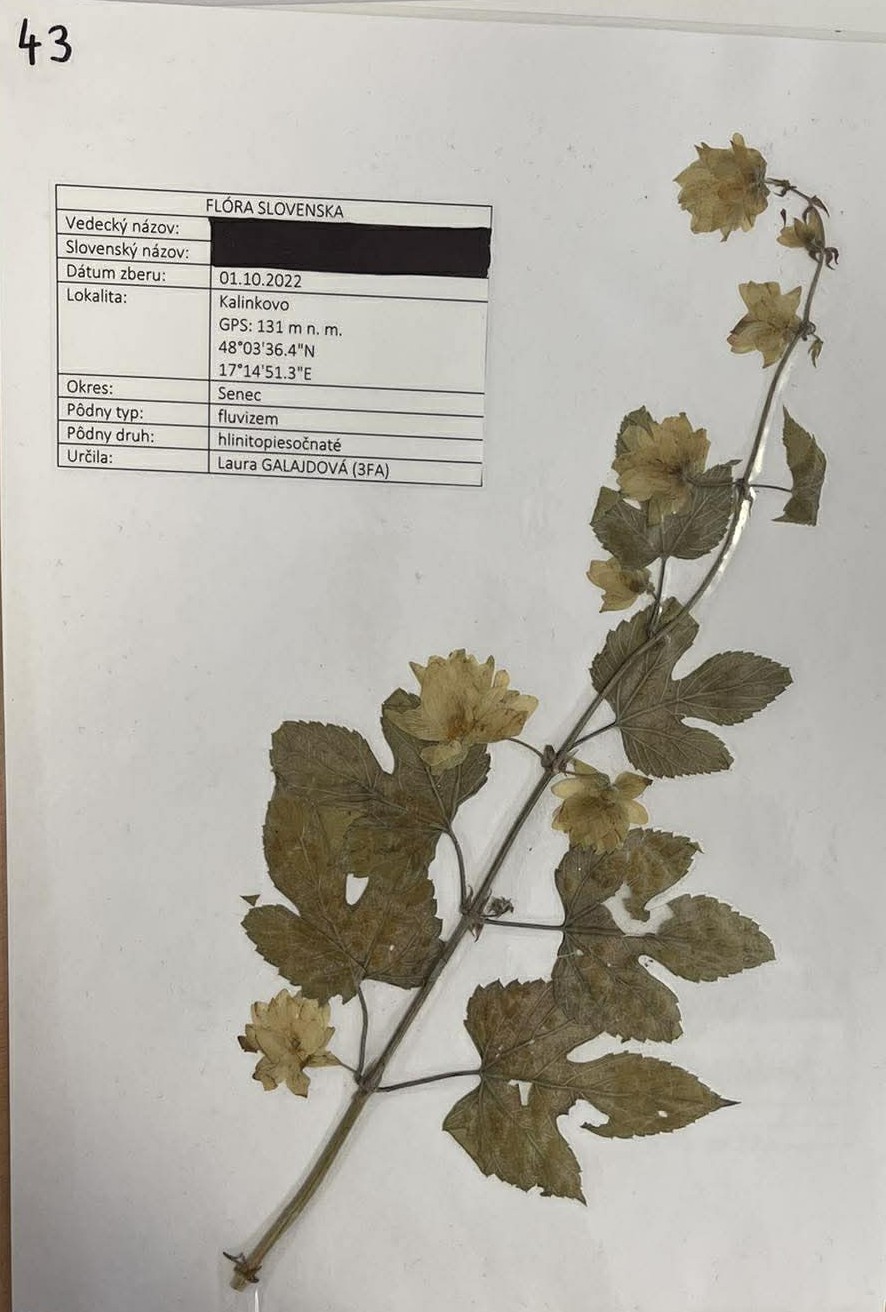 Rastlina Humulus lupulus